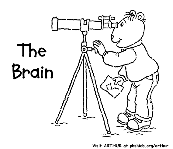 The Brain