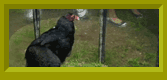 A turkey vulture.