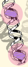 DNA strand