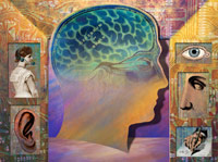 Brain