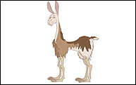 llama