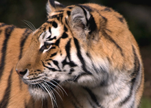 Photo of a tiger