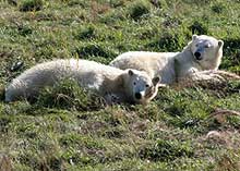 Two polar bears lying on green grass