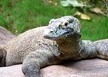 a Komodo Dragon