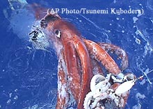 A giant squid is brought along side a boat