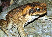 A Cane Toad