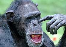 This chimpanzee is either thinking or picking his nose! Maybe both?