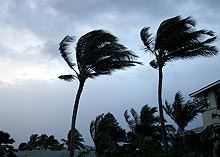 Hurricane winds and rain lash palm trees