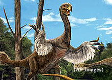 An artist's depiction of a Gigantoraptor
