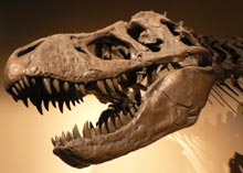 A skeleton of a Tyrannosaurus Rex.