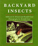 Backyard Insects