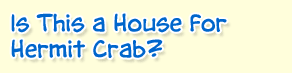 Is This a House for Hermit Crab?