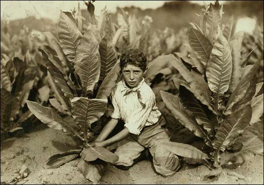 A ten-year-old boy next to a tobacco plant.
