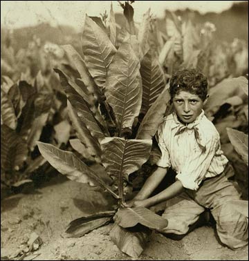 A ten-year-old boy next to a tobacco plant.