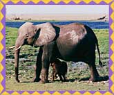 African Elephant